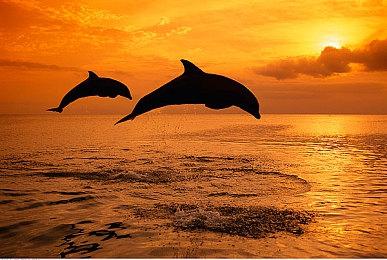 奥林匹克电竞周6月底举行 《堡垒之夜》成为赛事之一